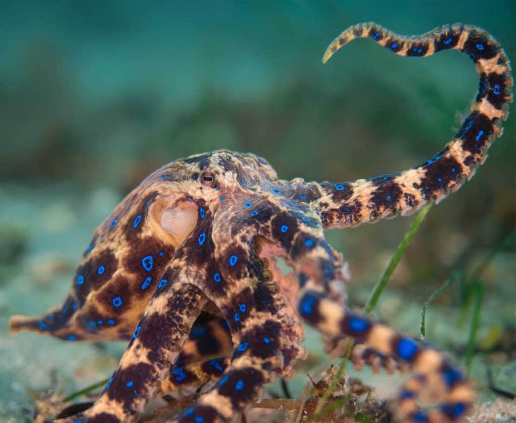 blue-ringed octopus curling tentacle 