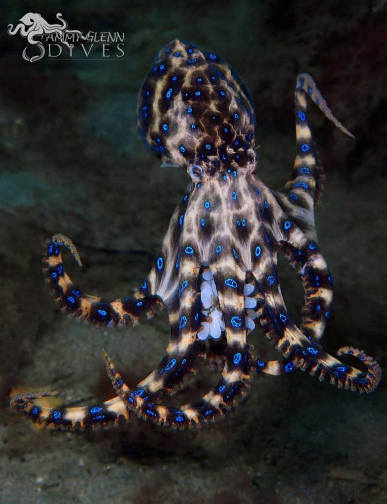 boog Leninisme verkiezen 5 Blue-Ringed Octopus Facts That'll Leave You Shook! - OctoNation - The  Largest Octopus Fan Club!