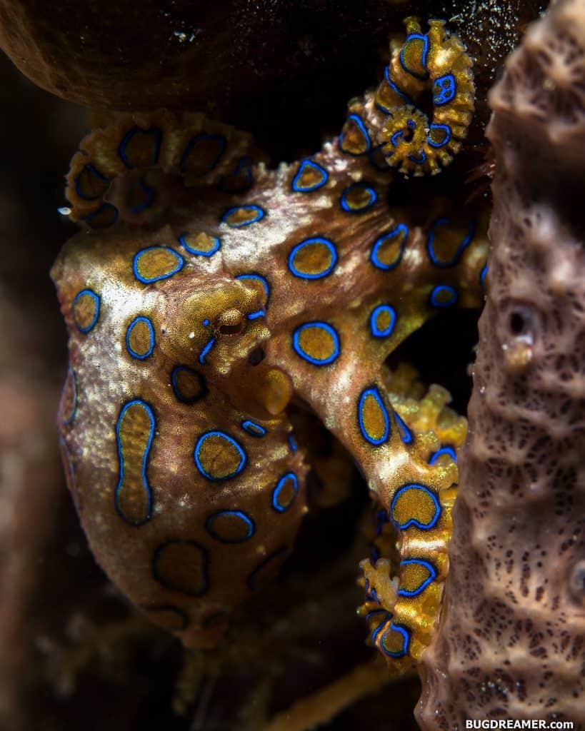 blue-ringed octopus close up