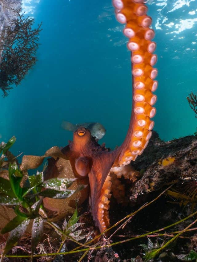 The Maori Octopus!