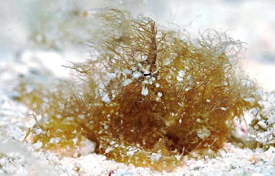 tiny hairy octopus