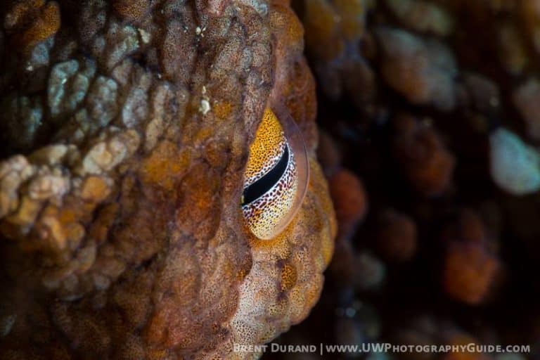 Octopus Eyes: Everything You Need To Know About Cephalopod Vision ...