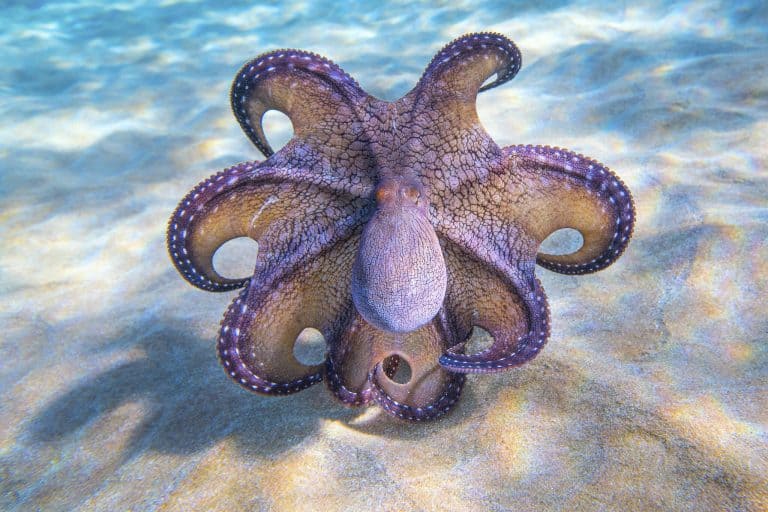 Deimatic Behavior – An Octopus’s Great Defense