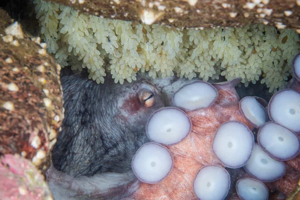 female octopus with her eggs in a den 