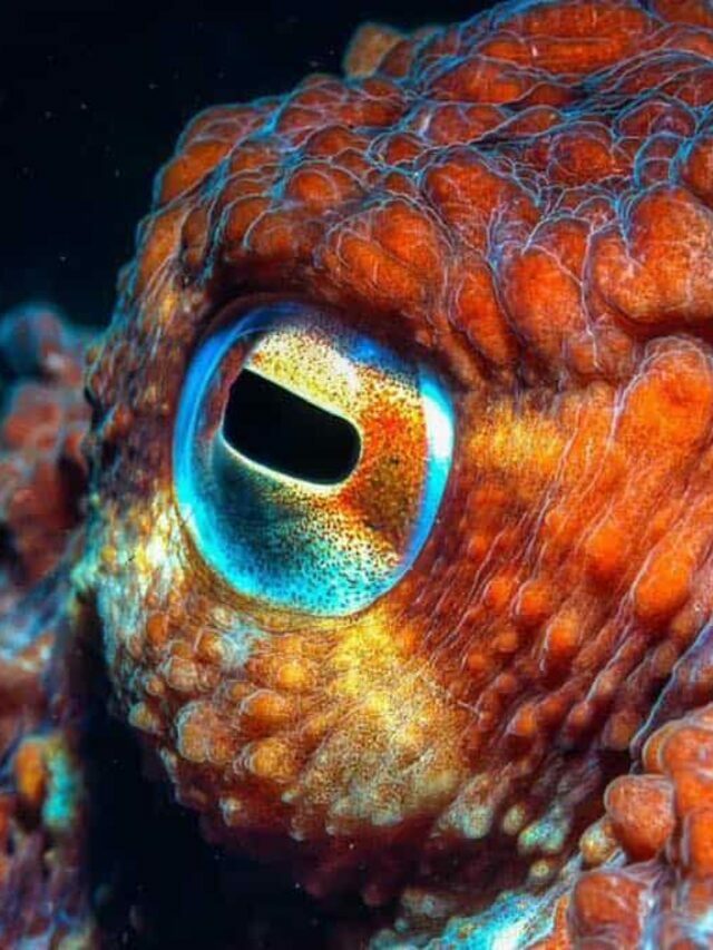 Octopus Eyes: Everything You Need To Know About Cephalopod Vision Story