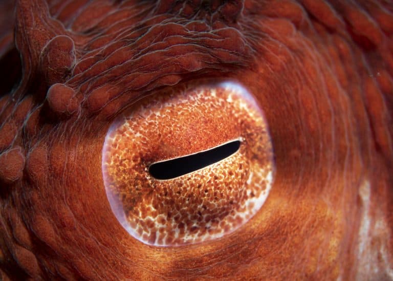 Octopus Eyes: Everything You Need To Know About Cephalopod Vision!