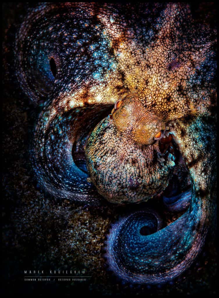 octopus vulgaris by Marek Kociecki