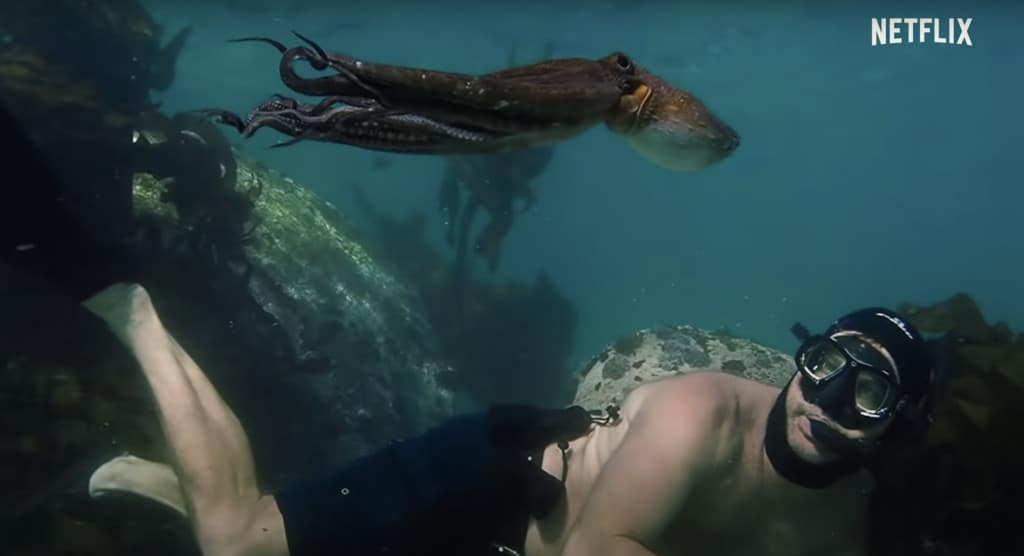 Craig Foster swimming with common octopus in My Octopus Teacher 