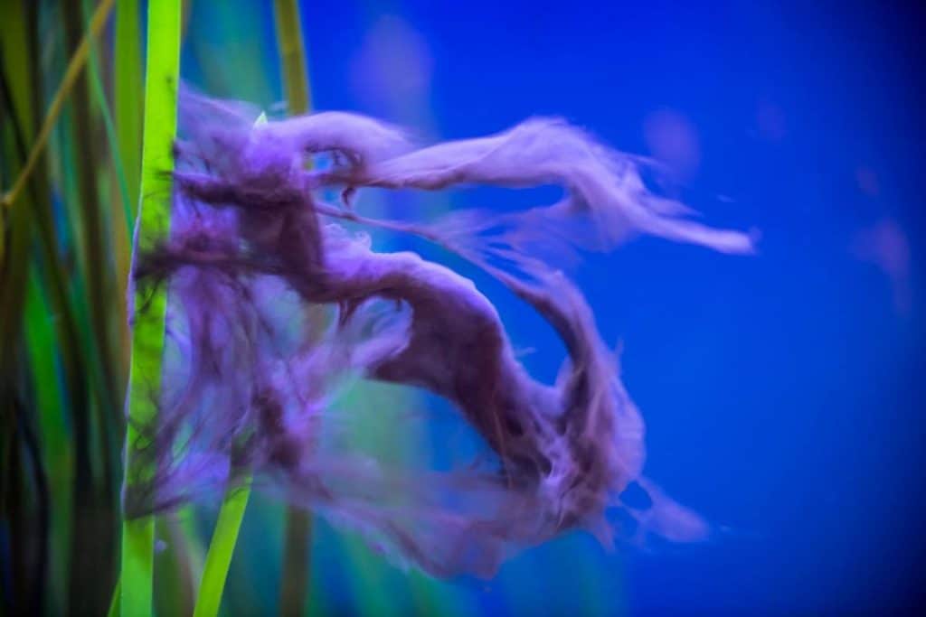 cuttlefish ink cloud