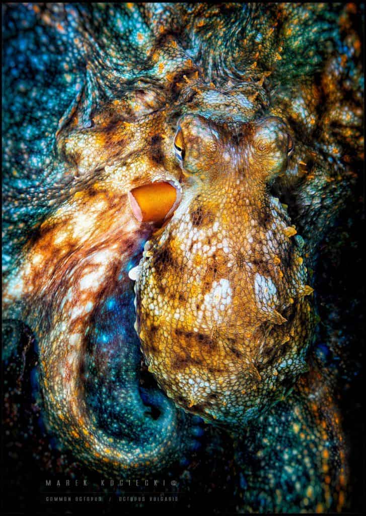 common octopus by marek kociecki  for octopus in science fiction
