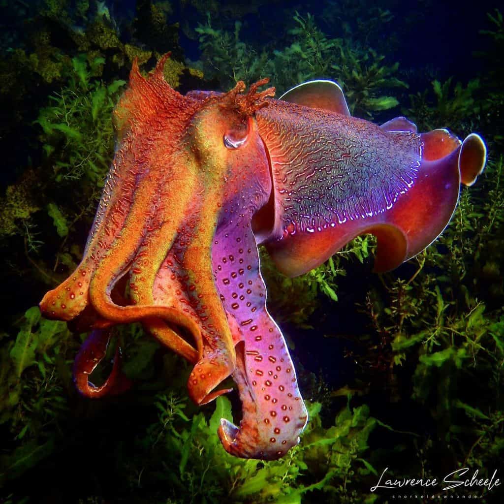 colorful giant australian cuttlefish