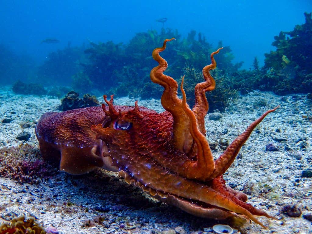 giant cuttlefish raising its arms 
