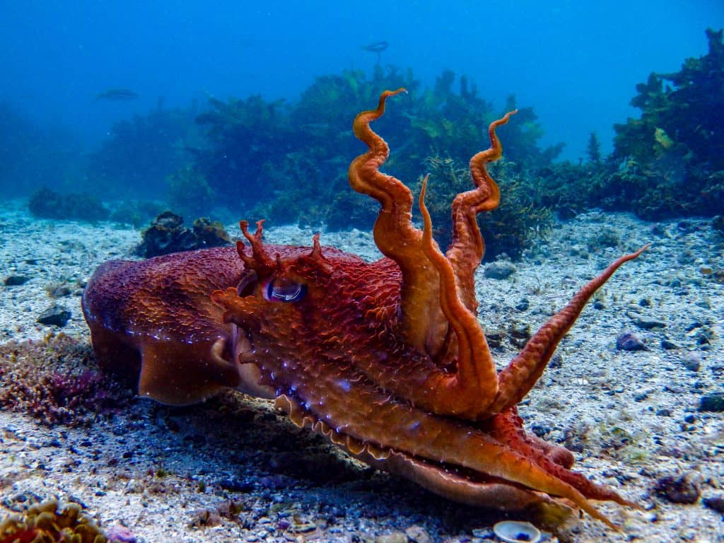 Giant Australian Cuttlefish