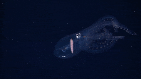 During the expedition, scientists made two rare sightings of a glass octopus, a nearly transparent species whose only visible features are its optic nerve, eyeballs and digestive tract. Before this expedition, there has been limited live footage of the glass octopus, forcing scientists to learn about the animal by studying specimens found in the gut contents of predators. 