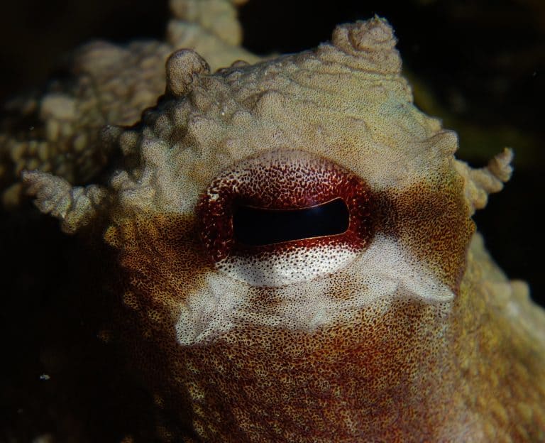 The Eyes Of The Octopus Vulgaris: Let’s Take A Peek!