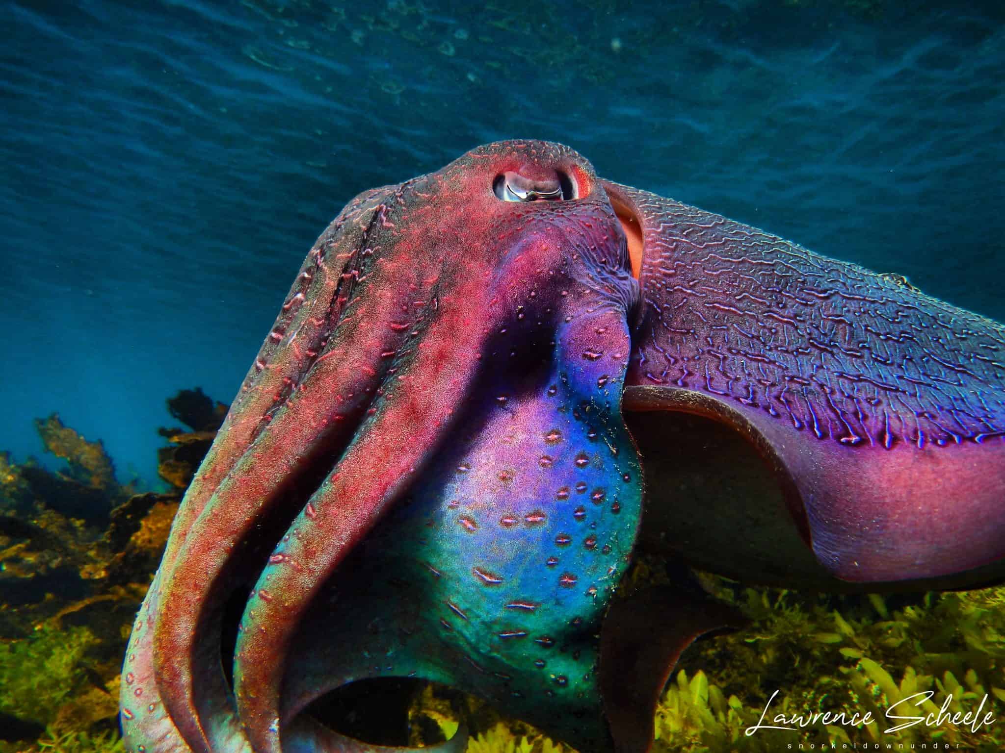 Giant Australian Cuttlefish Facts That Will Make You Go WHOA ...