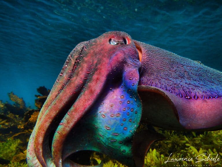 Giant Australian Cuttlefish Facts That Will Make You Go WHOA!