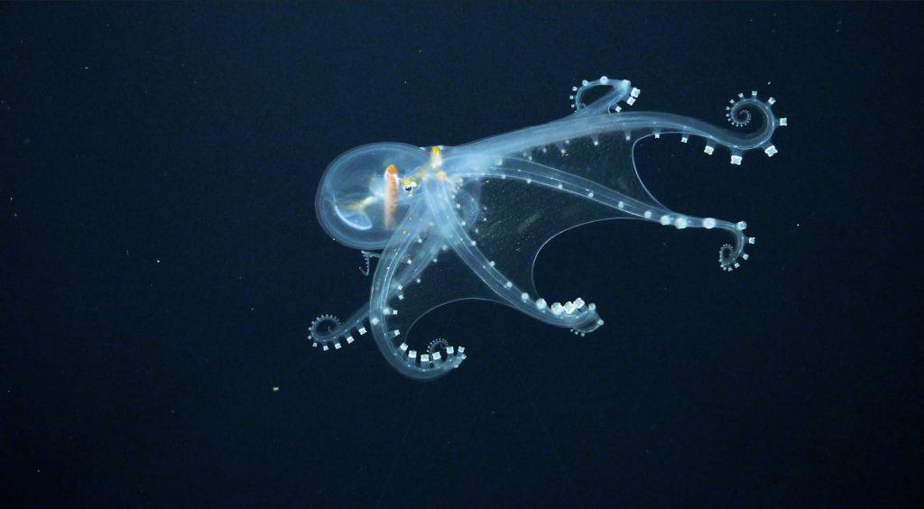 Inkcredible News! Meet The Glass Octopus - OctoNation - The Largest ...