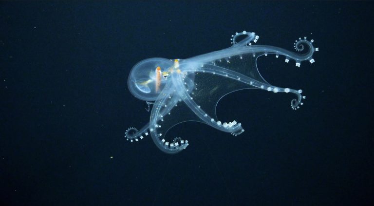Inkcredible News! Meet The Glass Octopus
