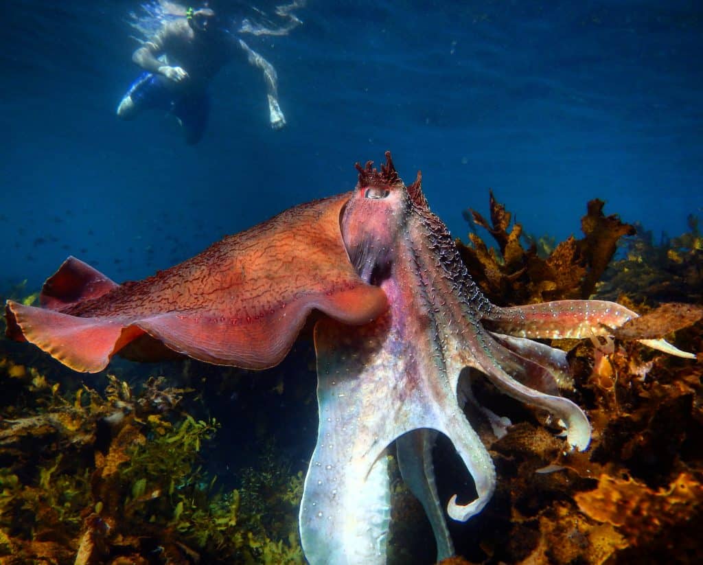 a human watching a giant australian cuttlefish