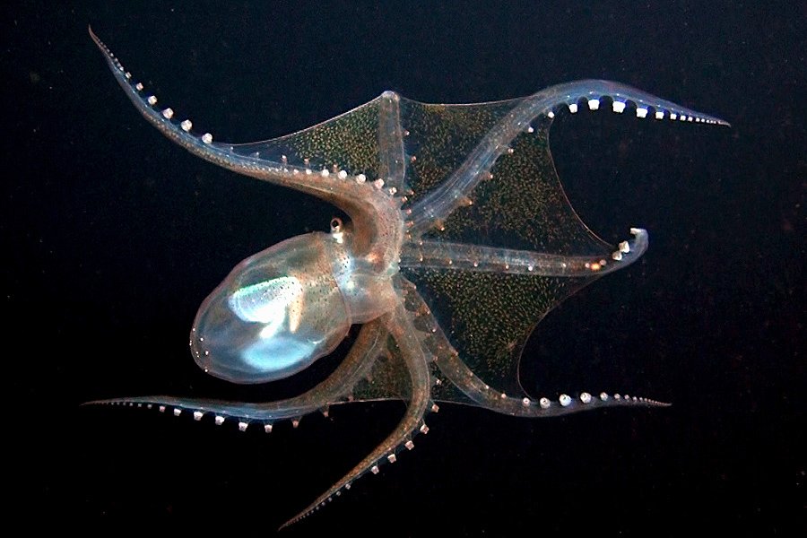 see through octopus with arms sprawled out
