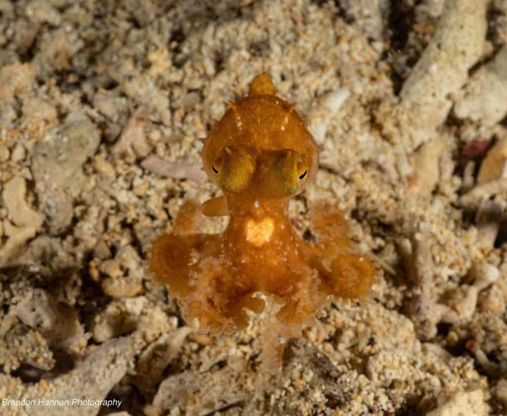 Octopus Lifespan A Glimpse At An Octopus's Circle Of Life