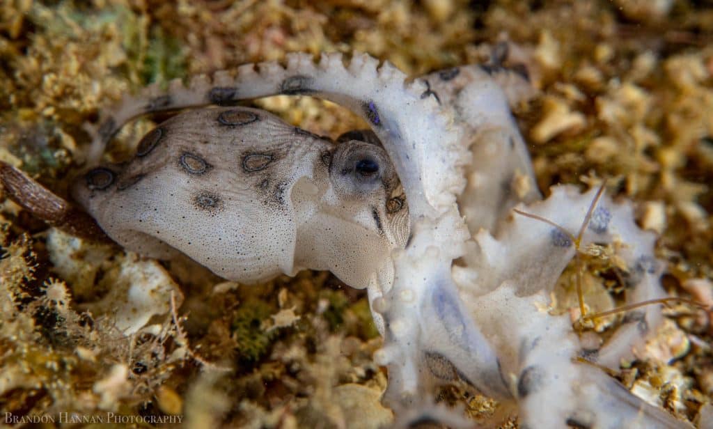 Blue Ringed Octopus in senescence