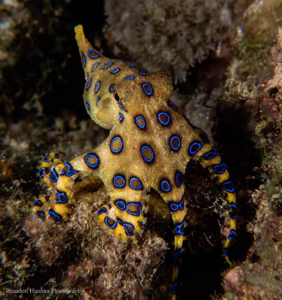 blue ringed octopus eating a crab