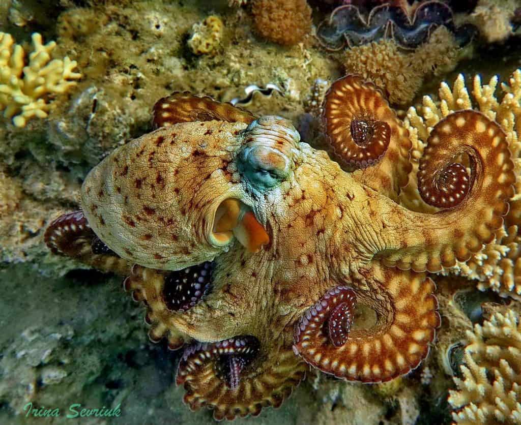 octopus color change