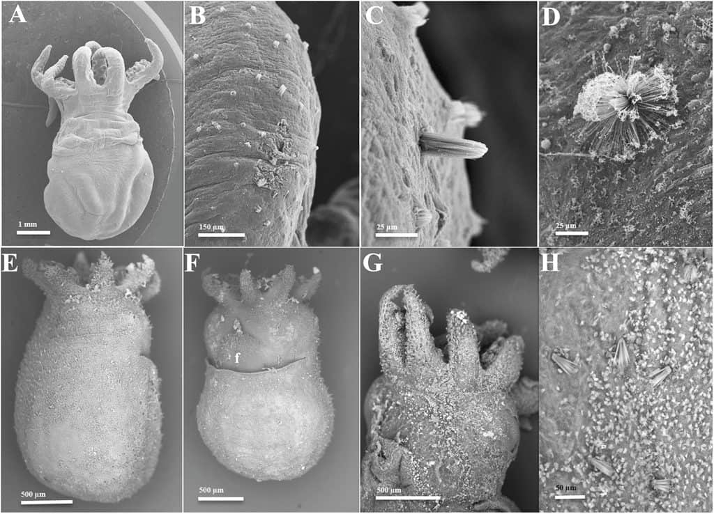 Electron Microspcopy Of Amphioctopus fangsiao