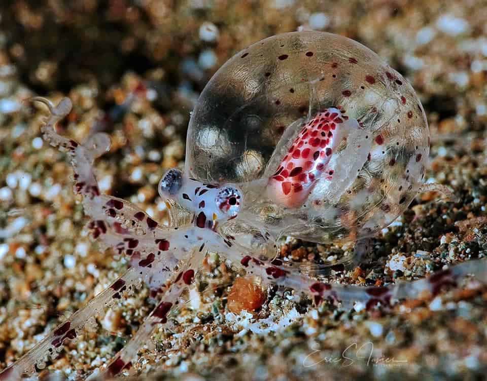 Mimic octopus larvae 