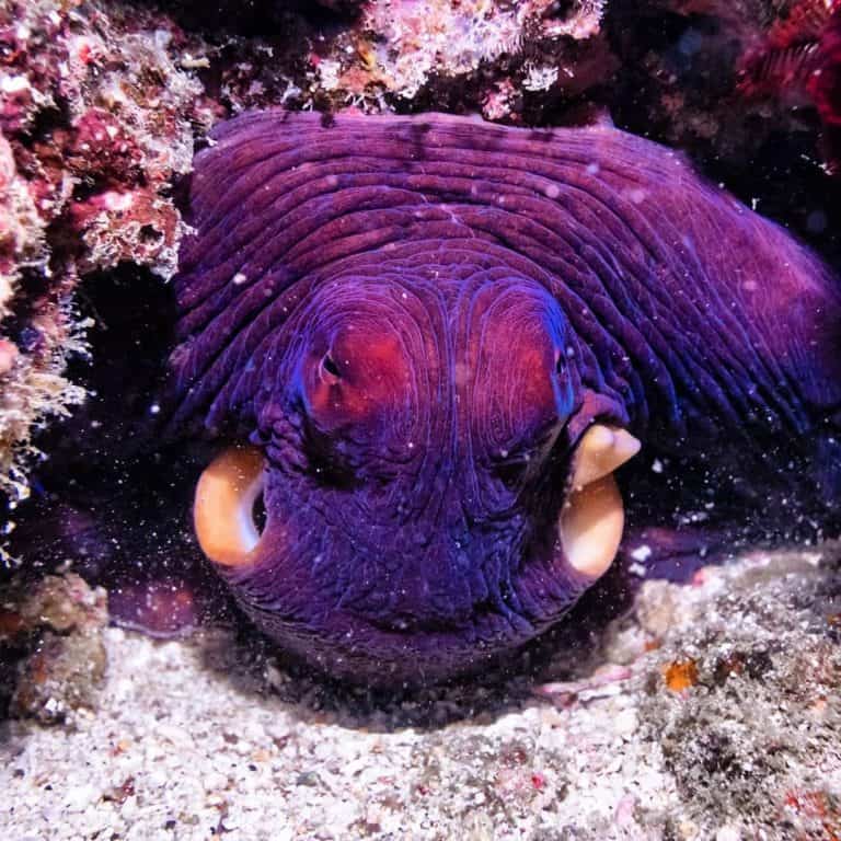 An Octopus Changing Color? Find Out HOW And WHY!