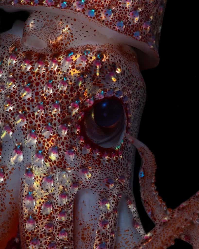 a cockeyed squid close up 