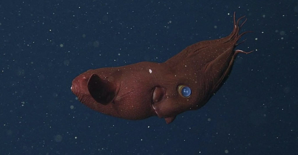 vampire squid floating in deep sea