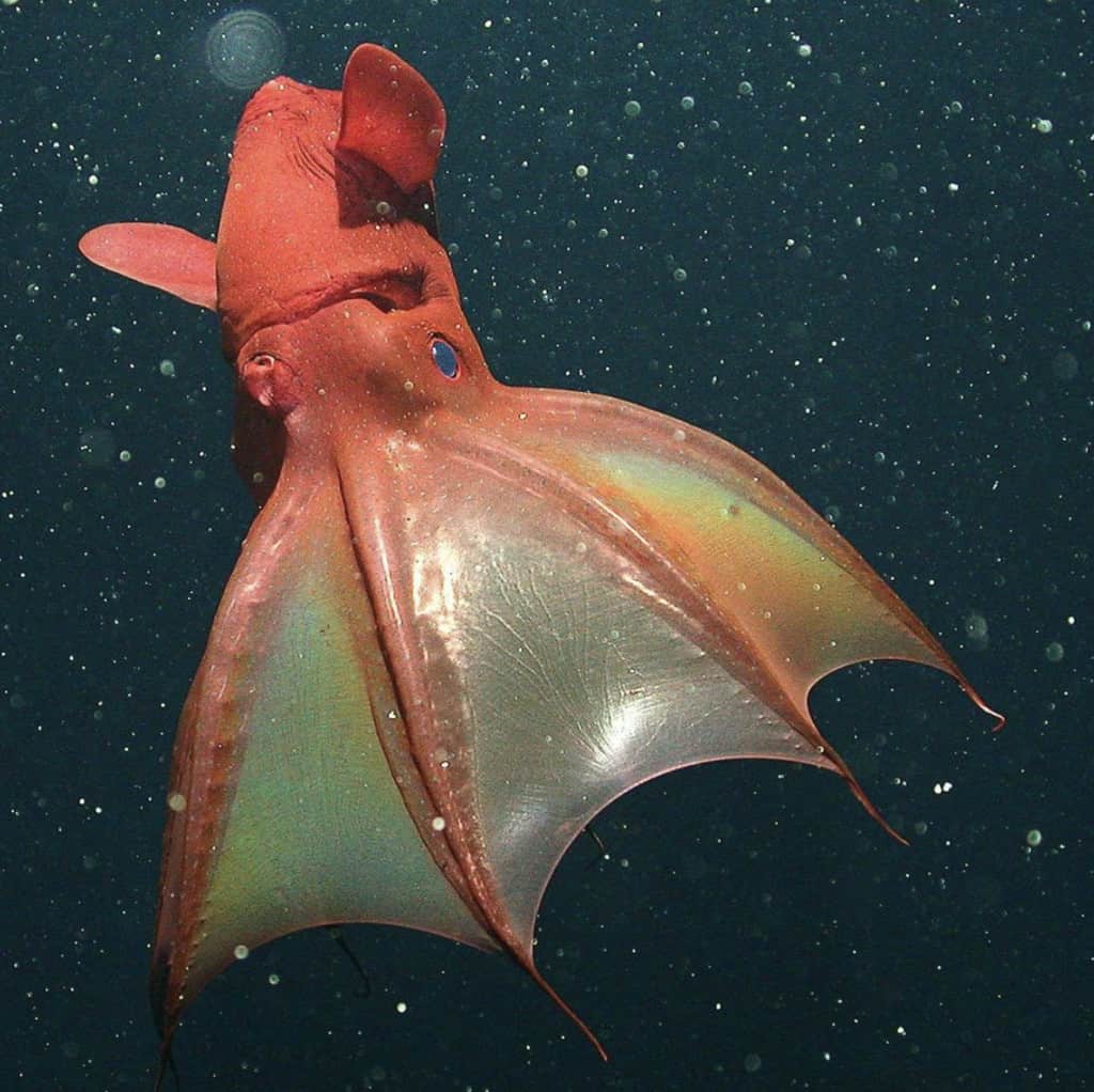 Vampire Squid Facts: Ancestors Of The Jurassic Seas! - OctoNation - The ...