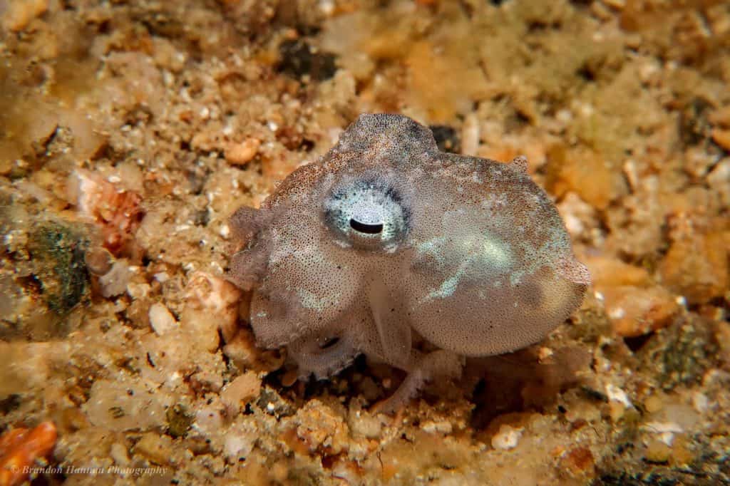 Star-Sucker Pygmy Octopus
