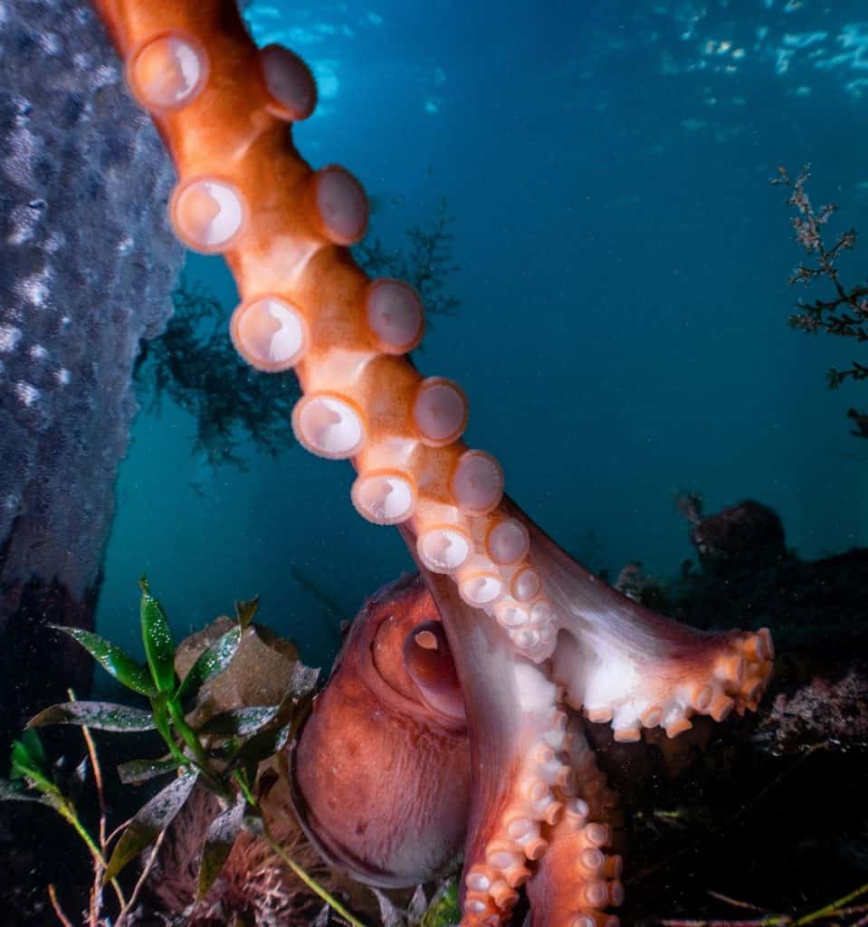 Octopuses Use Their Tentacles to Feel Light