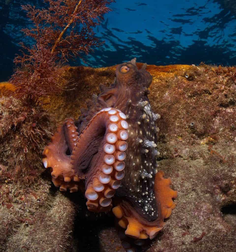 How Octopuses Use Their Suction Cups to Taste Through Touch