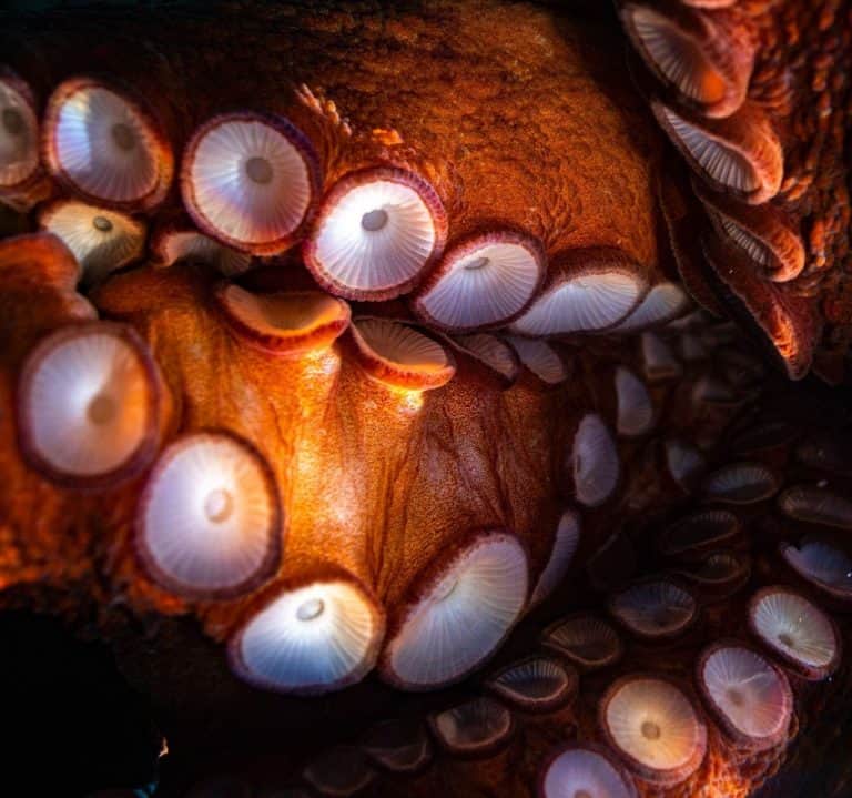 Here’s Everything You Want To Know About Octopus Suckers!
