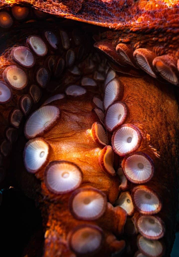 Here's Everything You Want To Know About Octopus Suckers