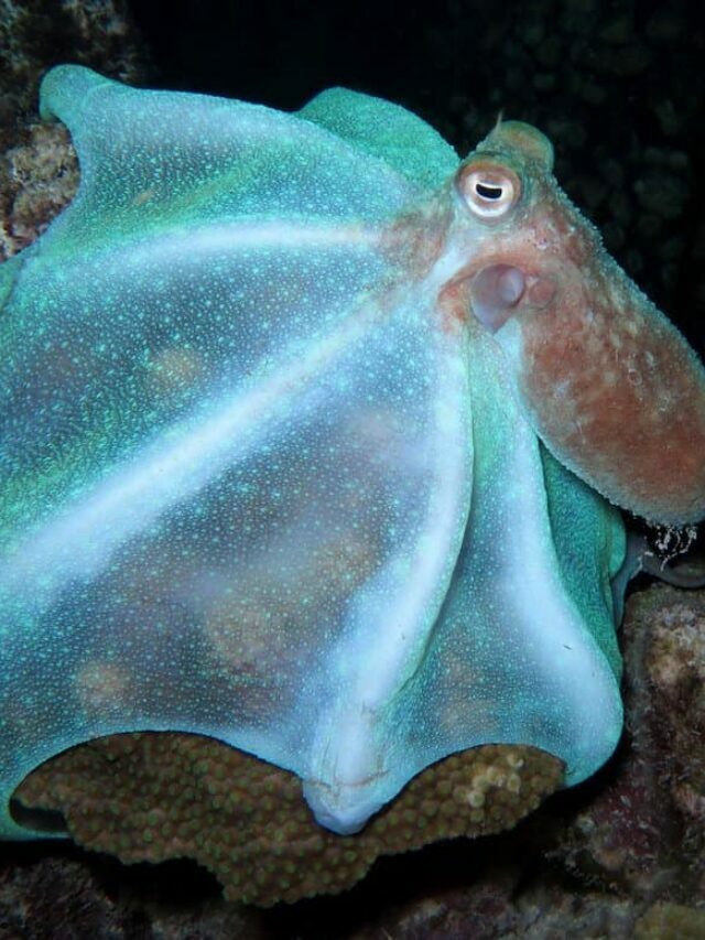 Caribbean Reef Octopus Story