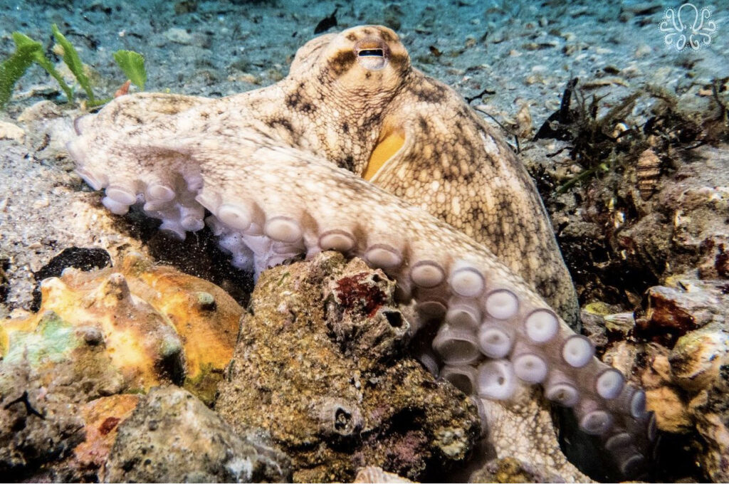 Does an octopus have arms or tentacles? The Common octopus