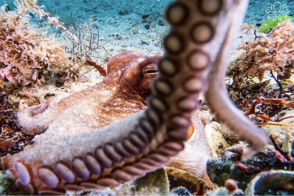 Does An Octopus Have Arms Or Tentacles? - OctoNation - The Largest