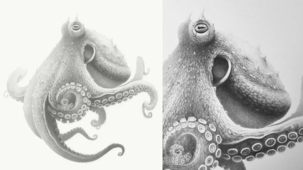 Japanese Artist Yuki Tokuda Illustrates Step-By-Step Process On Drawing A Realistic  Octopus