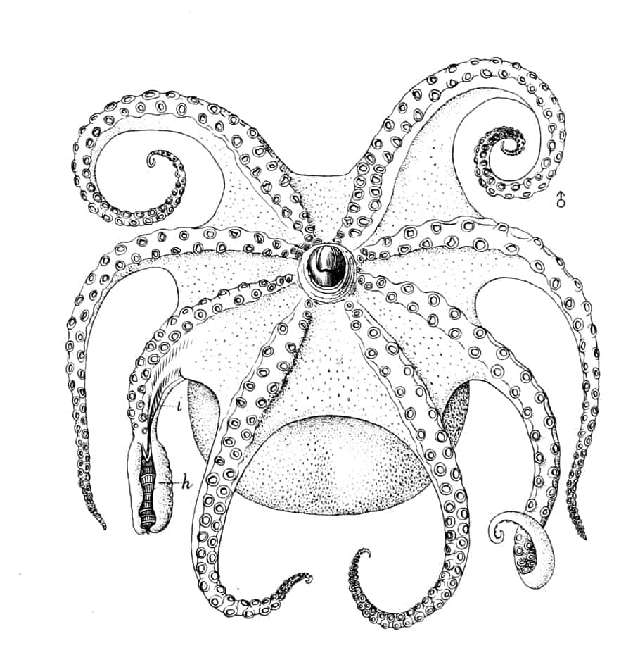 Male North Atlantic Octopus (Bathypolypus arcticus) with hectocotylus on arm III. By: James H. Emerton - The cephalopods of the north-eastern coast of America Verrill, A. E. (Addison Emery), 1839-1926
