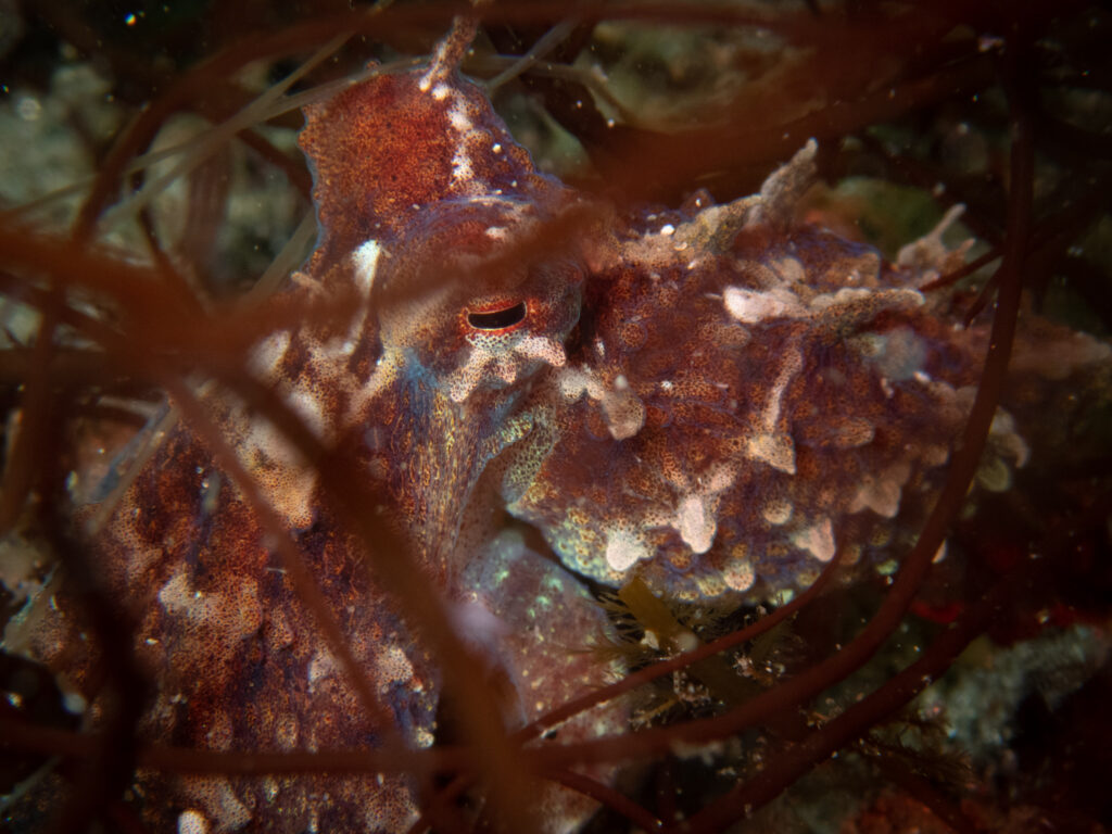 iridescent octopus