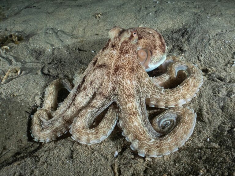 Does An Octopus Have Arms Or Tentacles? - OctoNation - The Largest ...