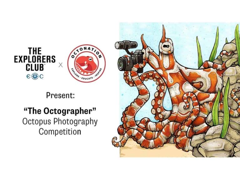 Searching For The Octographer! (Octopus Photo Competition)