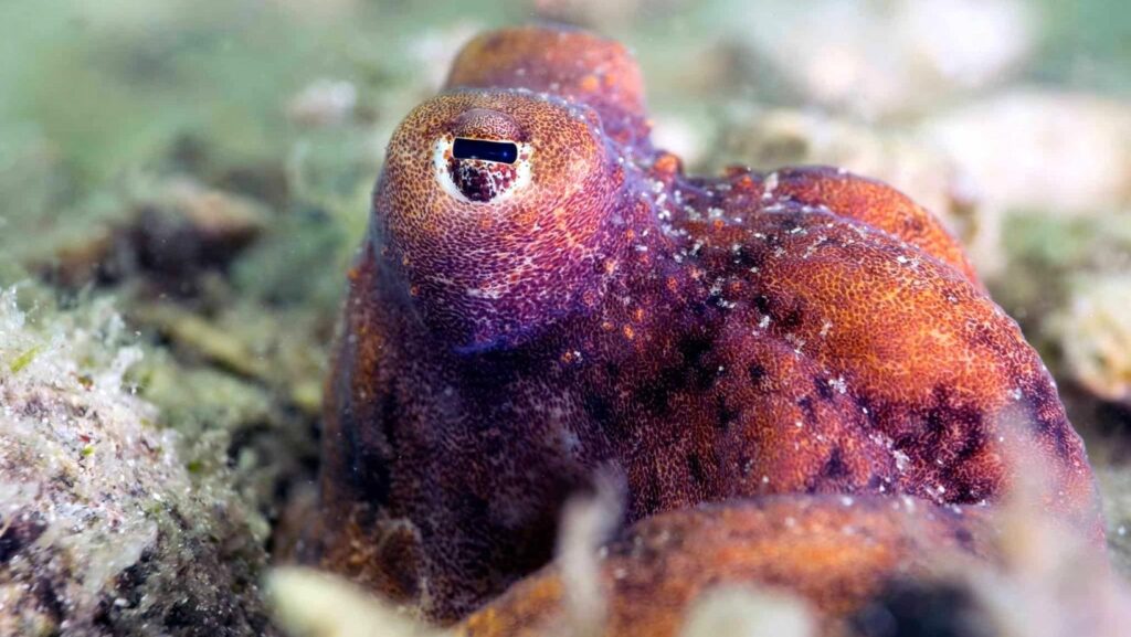 How Many Hearts Does an Octopus Have? (And Other Fun Facts)