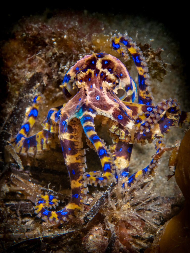 Incirrata Octopus: Blue ringed octopus